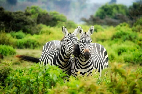 Safari in Tansania Kompletter Reiseführer für Nationalparks und Expeditionsplanung