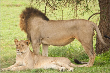 Regalati un fantastico Safari in Tanzania Regalati un fantastico Safari in Tanzania